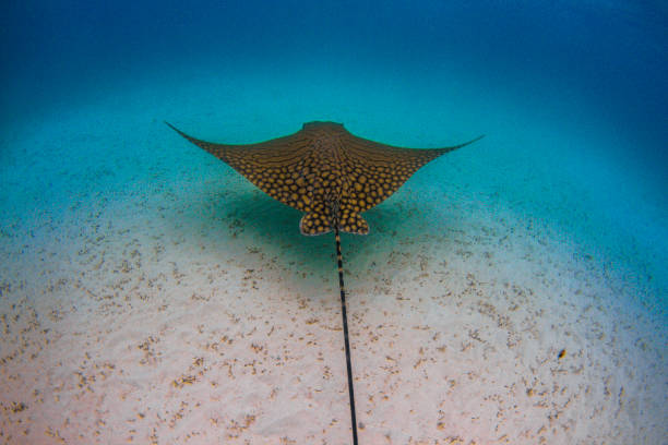 Incredible photo of a very rare Ornate Eagle Ray The beautiful colors of the ornate eagle ray are shown off here in crystal blue water with  stunning white sand ningaloo reef stock pictures, royalty-free photos & images