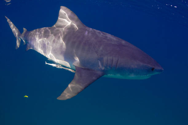 tiger shark swimming at camera - filter feeder imagens e fotografias de stock