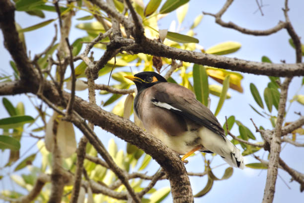 istock Low Angle View of A Bird Standing on Tree Branch 1074811810
