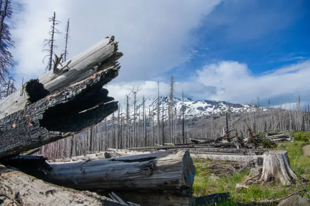 Burnt and cut logs on Mount Adams, Washington, with fresh growth on the hills and snow on the mountain.