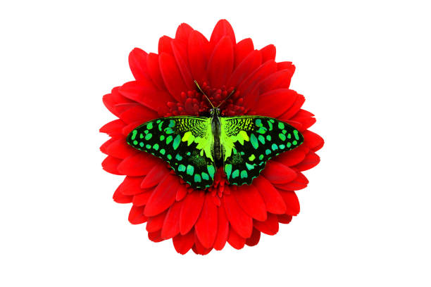 tropical green butterfly sitting on a red gerbera flower. isolated on white background