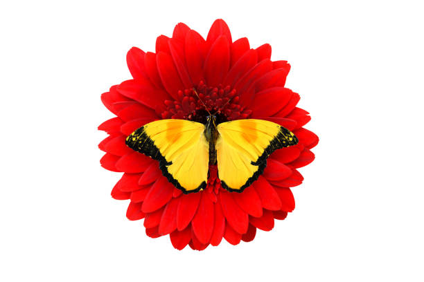 istock tropical yellow butterfly sitting on a red gerbera flower. isolated on white background 1074818552