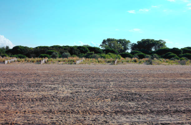 istock Mediterranean vegetation with sand and shrubs 1074821800