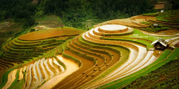 Rice terraces in northwestern Vietnam