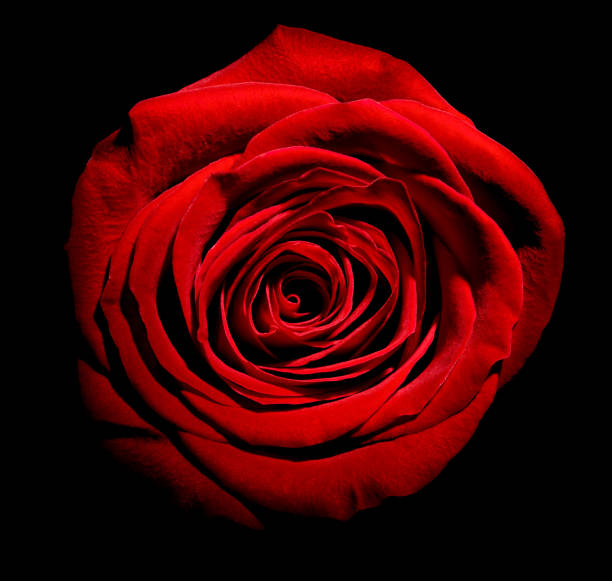 istock flower rose petal blossom red nature beautiful background 1074834470
