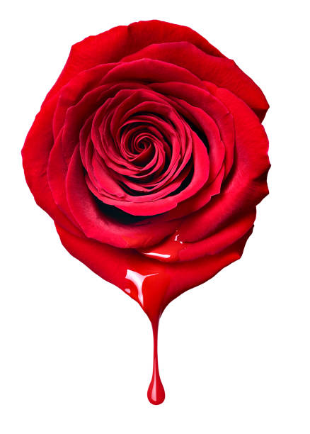 istock flower rose petal blossom red nature beautiful background 1074836324