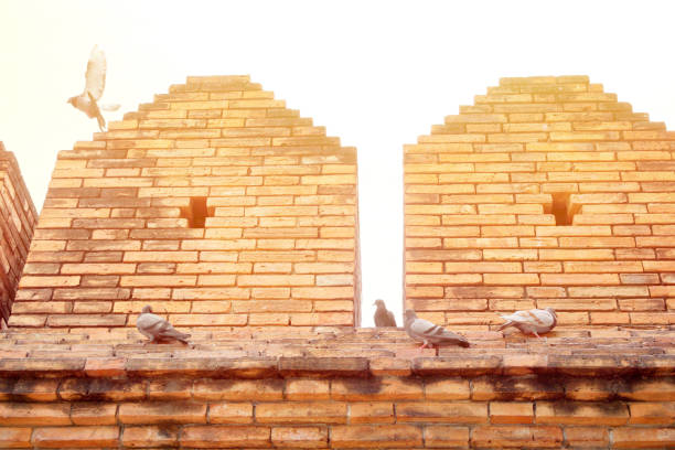 Dove or pigeon (Columba livia) is flying and standing on ancient wall at Tha phae gate with sunlight. Bird background.