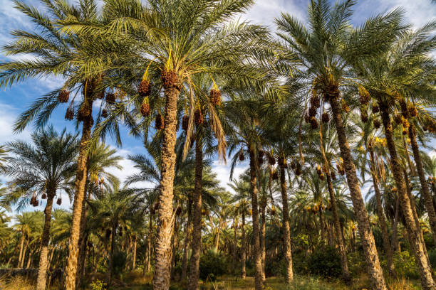 The biggest palm grove in Tunisia, Tozeur palmerie The biggest palm grove in Tunisia, Tozeur palmerie date palm tree stock pictures, royalty-free photos & images