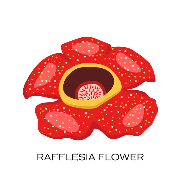 ilustrações de stock, clip art, desenhos animados e ícones de corpse flower (rafflesia arnoldii). malaysian symbol - world record illustrations