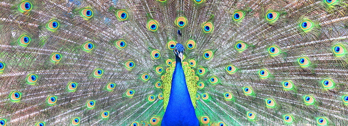 beautiful indian peacock with peacock feathers in the peacock's tail