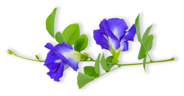 istock Pea flower isolated on white clipping path 1074842768