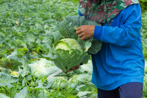 istock Farmers are harvesting the cabbage farm. 1074844302
