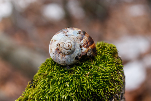 snail on the moss