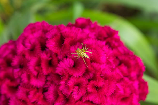 Spider on Celosia argentea in garden.