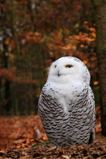 istock Snowy owl sitting on the ground in a forest 1074846272