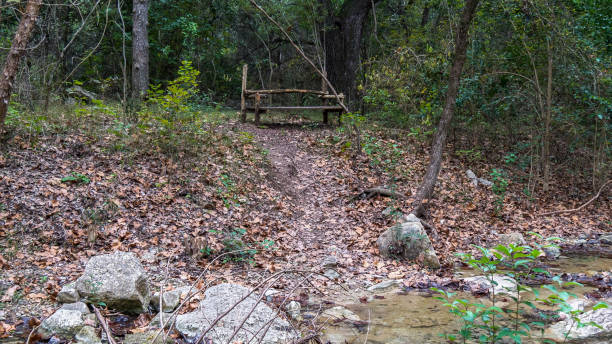 Wooden bench set on top of small hill above slow running stream in a forest