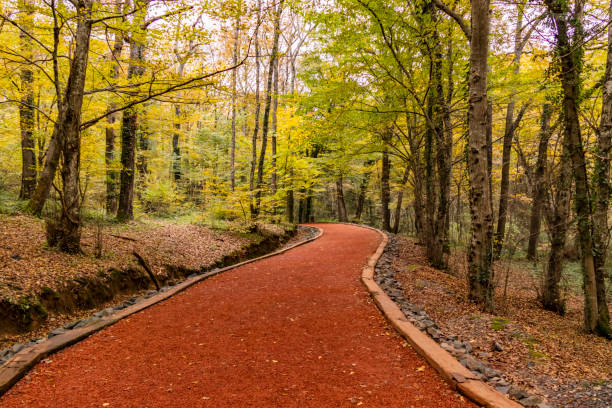 istock Landscape from Belgrad forest in istanbul 1074848526
