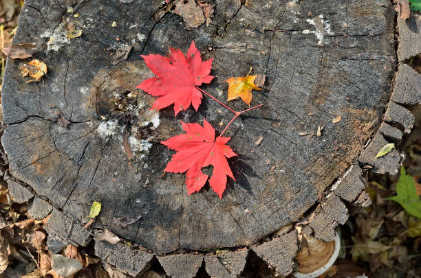 istock Red leaves of maple 3 1074850162