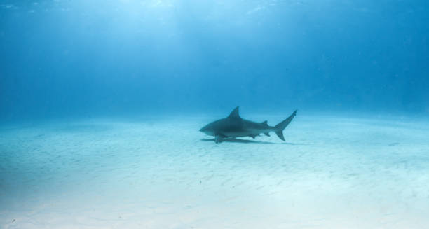 istock Bulls shark at the Bahamas 1074850472