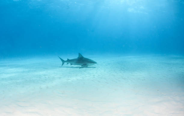 istock Bulls shark at the Bahamas 1074851654