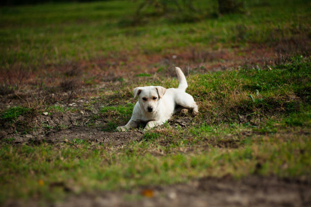 istock white dog play on a dirt 1074852422