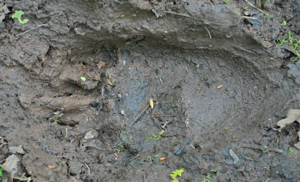 istock Footprint of brown bear 2 1074852474
