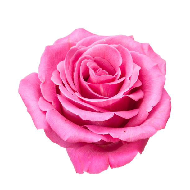 Pink rose on white. stock photo