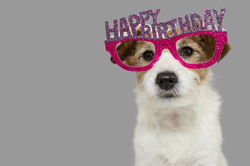 istock DOG CELEBRATING A PARTY. CUTE JACK RUSSELL WEARING PINK AND PURPLE BIRTHDAY GLASSES WITH TEXT. ISOLATED AGAINST GRAY COLORED BACKGROUND. 1074853942