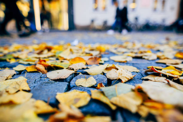 Leaves on street that people walking on