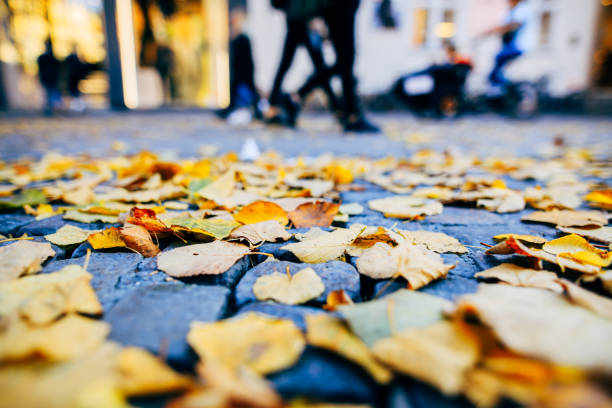 Autumn leaves falling to the ground in cpublic park.