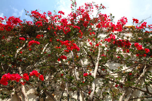 istock bougainvillea flower background 1074859092