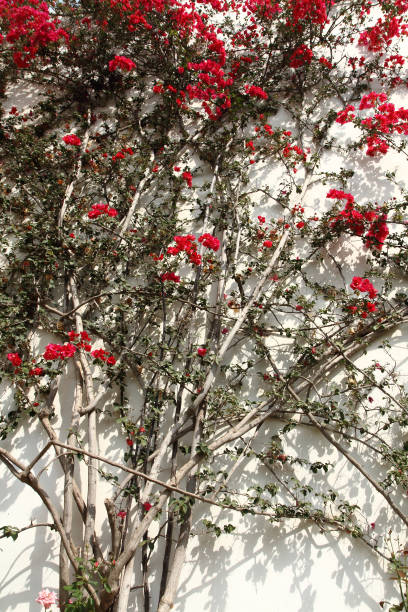 istock bougainvillea flower background 1074859096