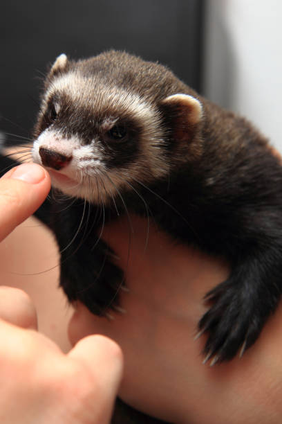 istock small ferret in the human hands 1074864016