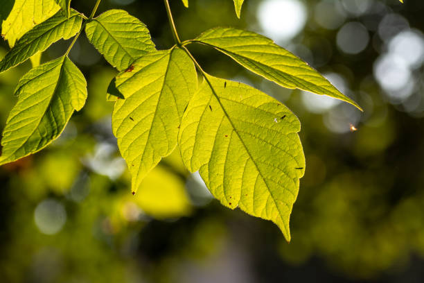 istock Composition with beauty green leaves and blurred background 1074864024
