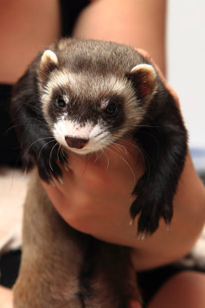 istock small ferret in the human hands 1074864034
