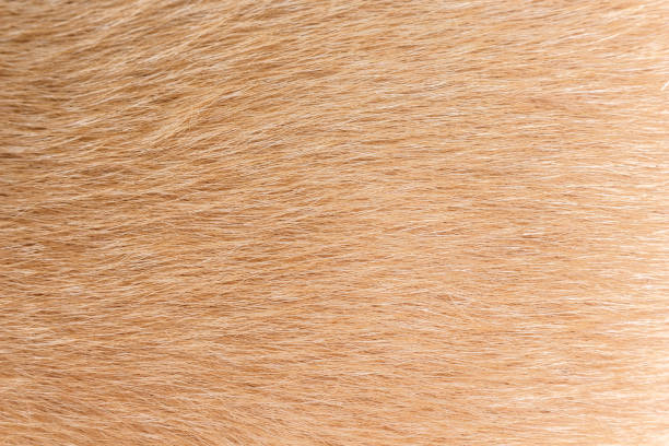 istock orange and brown fur texture full background. 1074864326