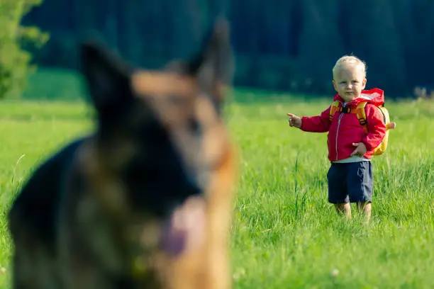 Baby boy playing with dog on green meadow. Young child on vacations hike. Inspirational travel and tourism concept.