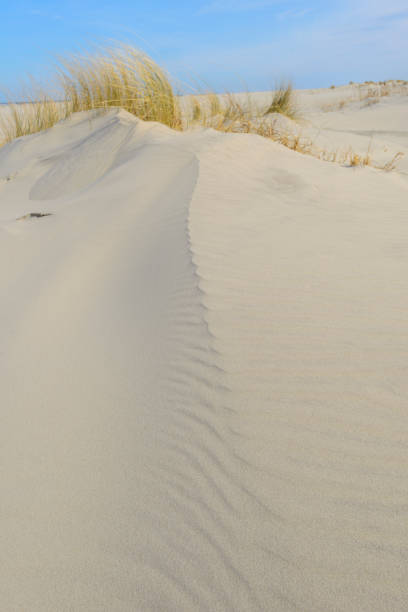 Dune grass growing on small sand dunes at the beach with patterns in the sand caused by the wind  in the foreground.