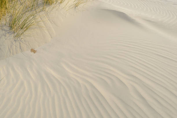 istock Small dunes at the beach during a beautiful spring day 1074866956