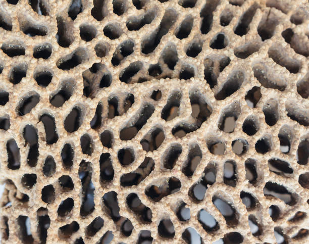Termite Nests texture full background. Termite Nests texture full background. ant colony swarm of insects pest stock pictures, royalty-free photos & images