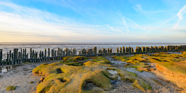 postes de recuperación de tierra vieja en las marismas durante puesta del sol - friesland fotografías e imágenes de stock