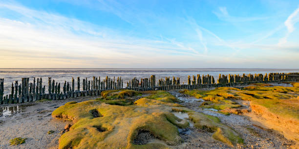 Old land reclamation poles on the tidal flats during sunset Setting sun over poles at tidal sandflats at the end of the day. The poles are reflected in the water in the foreground. friesland netherlands stock pictures, royalty-free photos & images