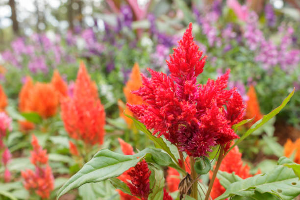 istock celosia plumosa in garden. 1074867810
