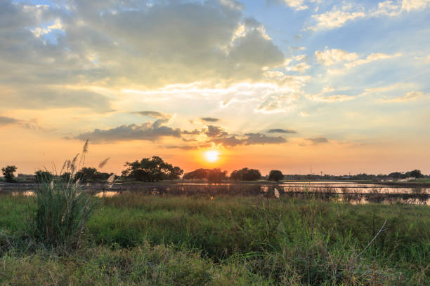 istock sunset rice focus on sun landscape 1074868160