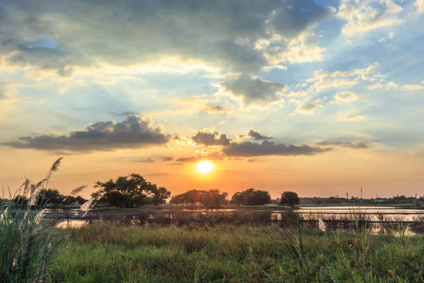 istock sunset rice focus on sun landscape 1074868248