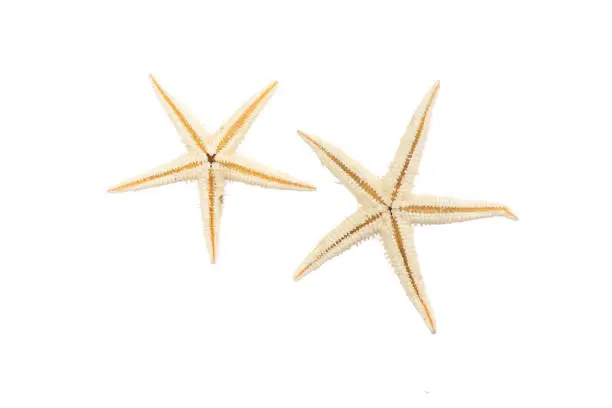Photo of Starfishes