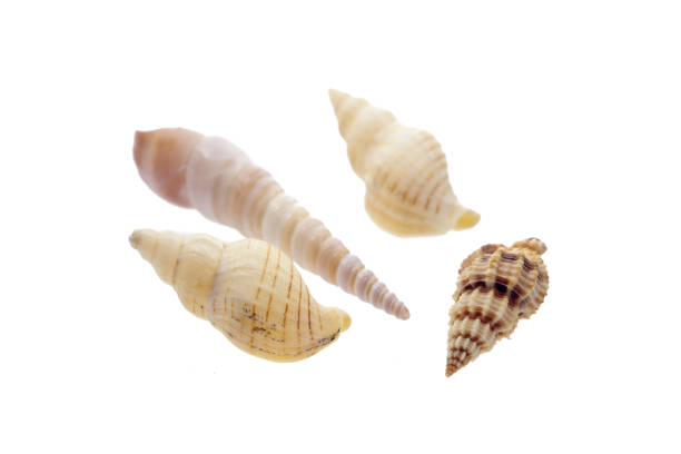 istock colorful shells isolated on the white background 1074869732