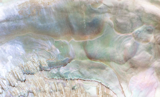 istock Macro background of sea shell. 1074872794