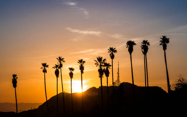 istock Palm Trees in Hollywood at sunset 1074874828