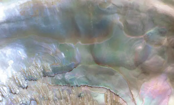 Closeup multicolor macro background of sea shell.